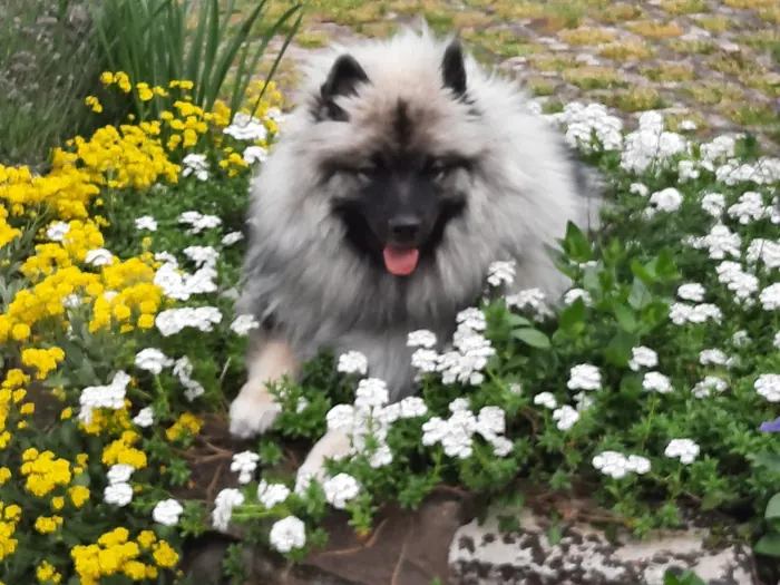 Ein Wolfsspitz liegt lachend zwischen gelben und weißen Blumen