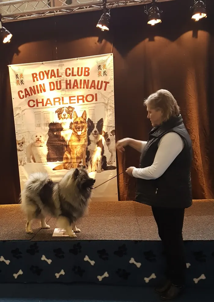 Wolfsspitz auf der Bühne des Royal Club Canin du Hainaut in Charleroi
