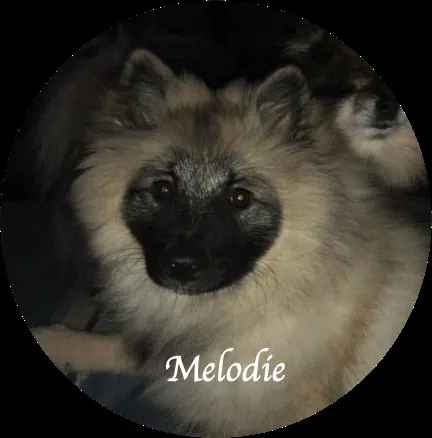 Porträt der Wolfsspitz-Hündin Melodie
