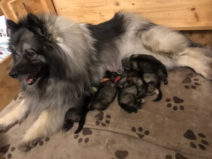 Hündin Melodie liegt in der Wurfkiste, an ihrem Bauch schlafen die neugeborenen Welpen mit bunten Halsbändern
