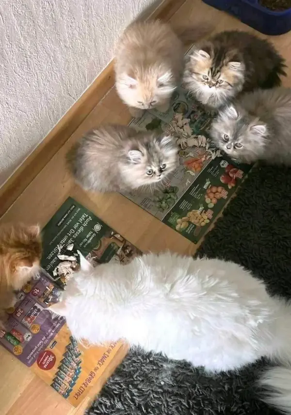 Mehrere kleine Perserkatzen auf einem Holzboden