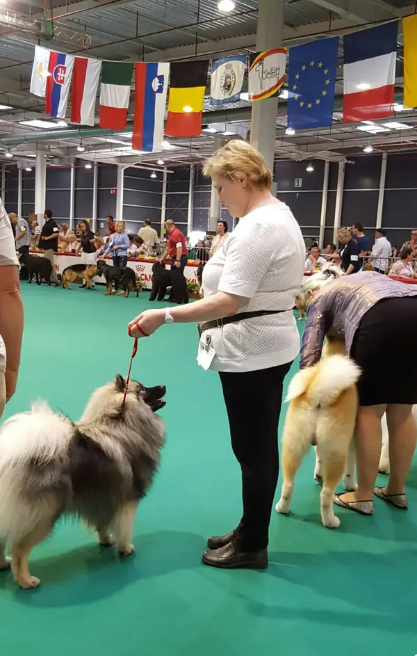 Renate führt einen Wolfsspitz im grünen Ausstellungsring vor