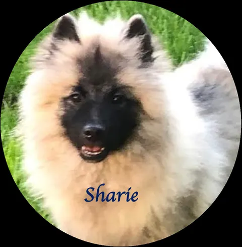 Porträt der Wolfsspitz-Hündin Sharie