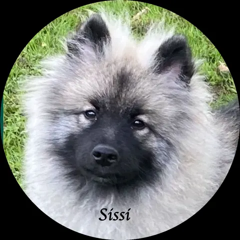 Porträt der Wolfsspitz-Hündin Sissi